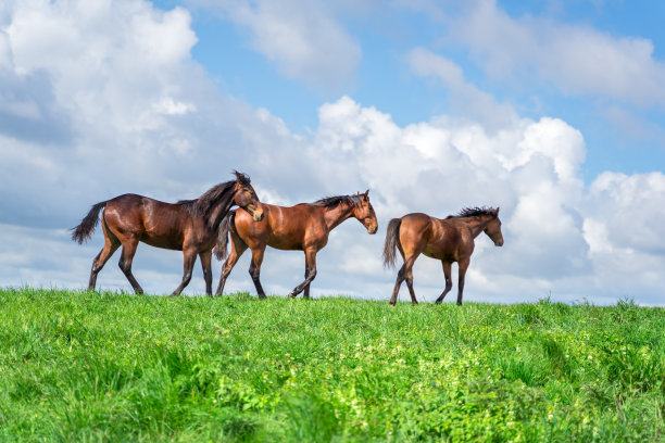 夏季牧场上的马图片下载