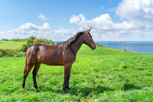 棕色的马站在绿色的牧场上图片下载