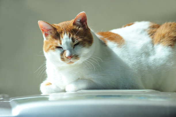 打瞌睡的猫图片下载