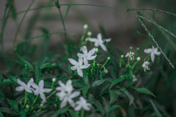 纸风车花图片下载