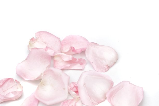 白色背景上的一组模糊的粉红色玫瑰花冠图片下载