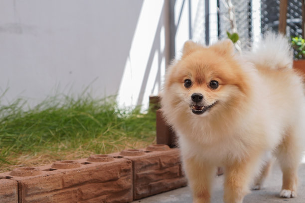 博美犬或小型犬种站在小花园旁的水泥地板上图片下载