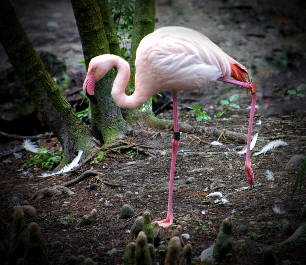 火烈鸟图片下载