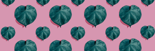 不同颜色非洲菊的花卉排列组合，蓝色背景带阴影，扁平风格图案，顶视图图片下载