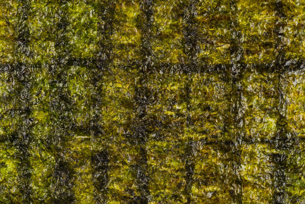 海苔孤立在白色上。图片下载