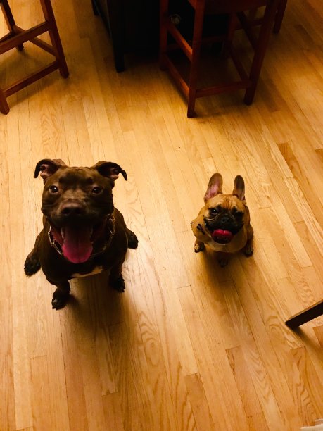 宠物的朋友图片下载