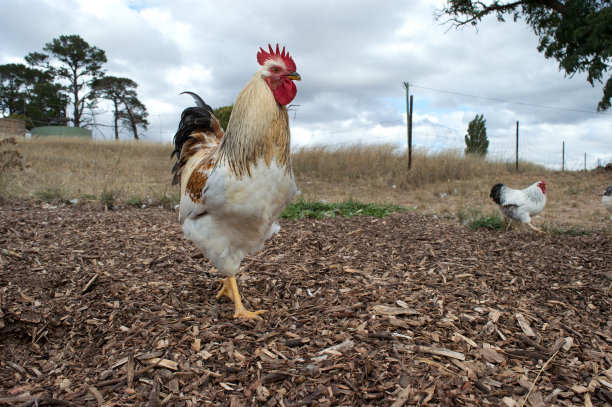 两个公鸡图片下载
