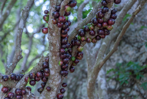 巴西的一种树木和果实，称为Jabuticaba图片下载