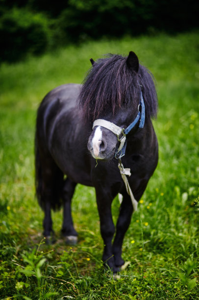 可爱的小马长着长长的鬃毛在自然公园里，享受着美好的天气，生活是美好的图片下载