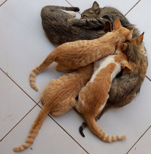 喂养小猫图片下载