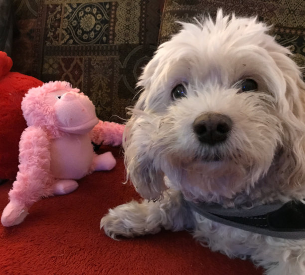 比肯·科克 4图片下载