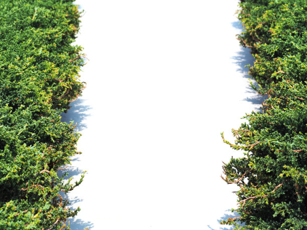 攀缘植物的绿叶在白色的背景上图片下载