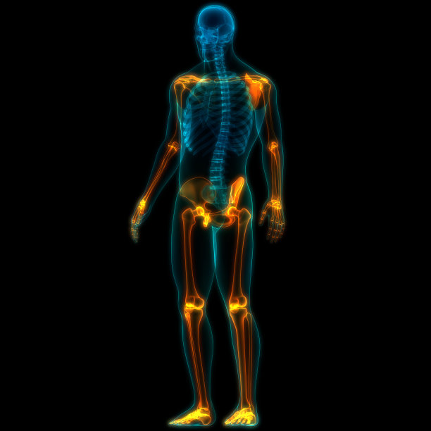 人体骨骼系统附肢骨骼骨关节解剖学图片下载