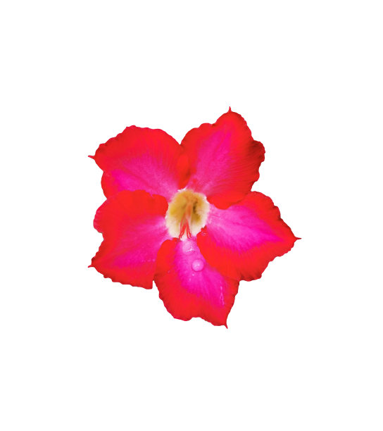 白底上有两颗露珠的黑莓花的鲜红色。单朵美丽的花，常见的名字是萨比星，羚羊，假杜鹃花，黑斑羚百合和沙漠玫瑰图片下载