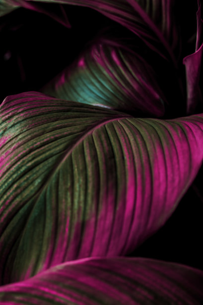 绿色植物的叶子纹理自然，绿色的背景图片下载