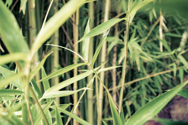 生长在户外的芦苇草。图片下载