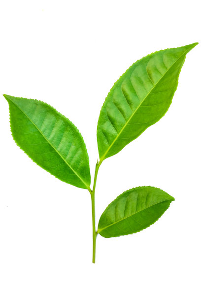 白色背景上孤立的绿茶叶子作为设计元素图片下载
