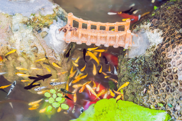 观赏中国园林池塘中五彩斑斓的鲤鱼和锦鲤图片下载