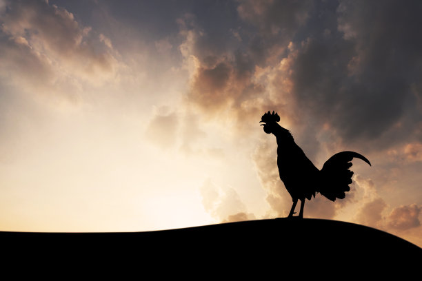 雄鸡在清晨啼叫的轮廓图片下载