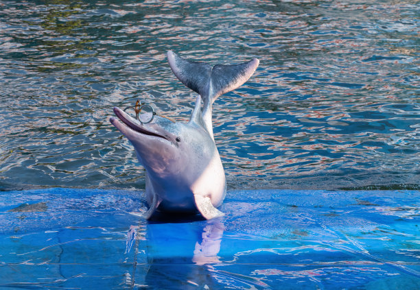 粉红海豚在表演图片下载