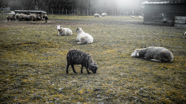 围场中的绵羊图片下载