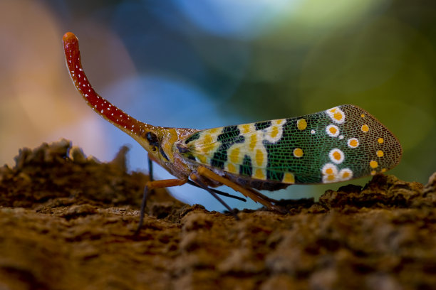 色彩斑斓的蛾蜡蝉图片下载