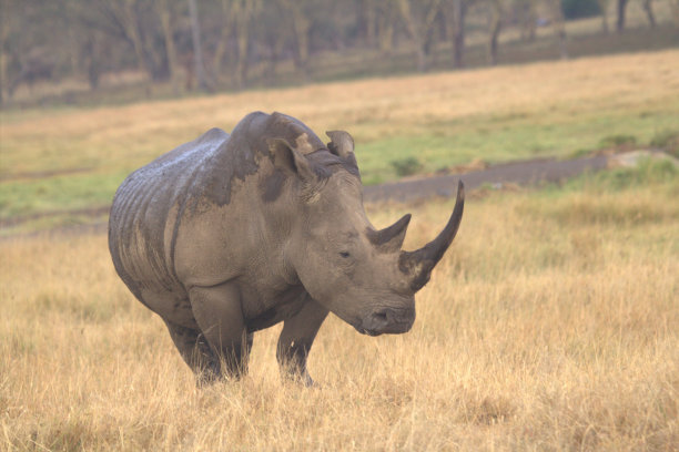 萨凡纳的双角犀牛图片下载