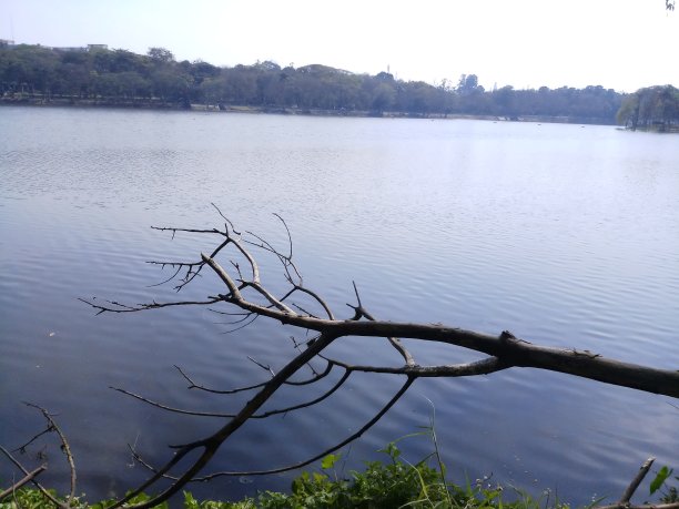 有树枝的河图片下载