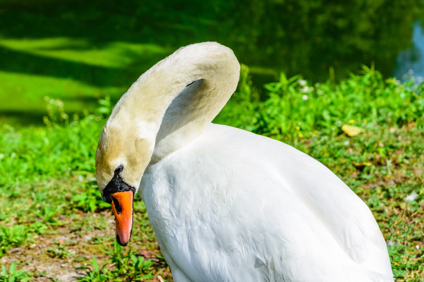 绿色湖岸上的白天鹅图片下载