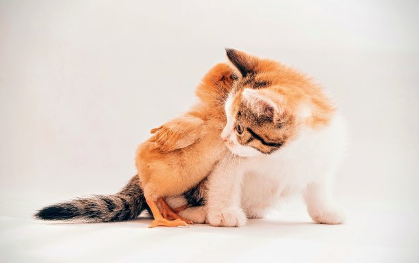 猫和小鸡的秘密图片下载