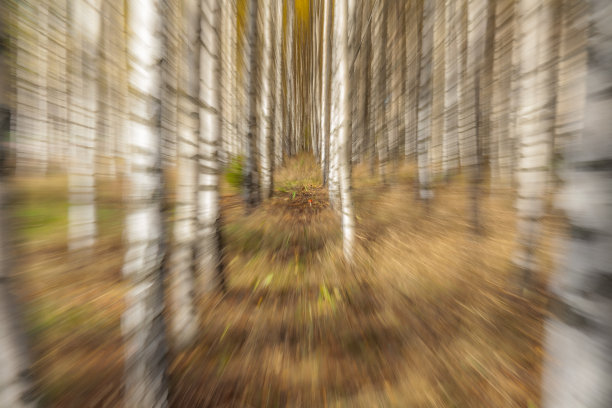 在一个阳光明媚的日子桦树。抽象的照片。彩色纹理背景。快门速度长，选择性对焦图片下载