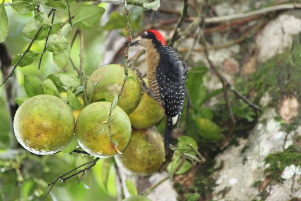 鸟在水果图片下载