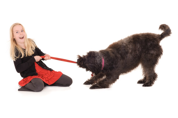 年轻的金发女孩笑着和黑色拉布拉多犬玩拔河。孤立在白色工作室背景图片下载