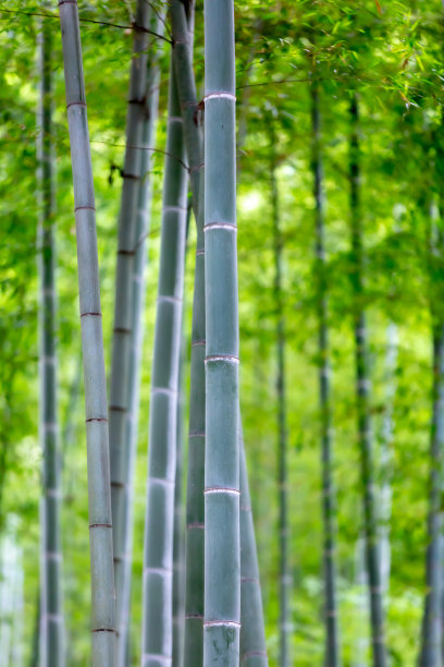 竹林图片下载