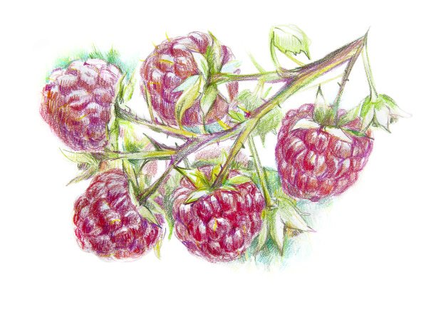 成熟的覆盆子挂在枝头，彩色铅笔画图片下载