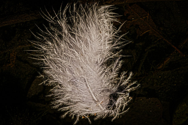 黑白羽毛图案图片下载