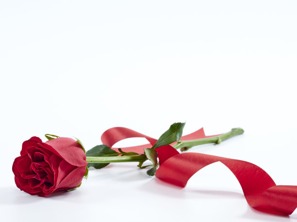 单瓣红玫瑰，白色底色上红丝带。贺卡和婚礼，爱的象征。图片下载
