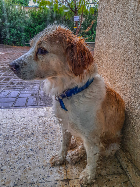 可怜的狗图片下载