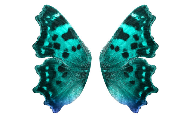 热带蝴蝶的翅膀孤立在白色背景上。图片下载