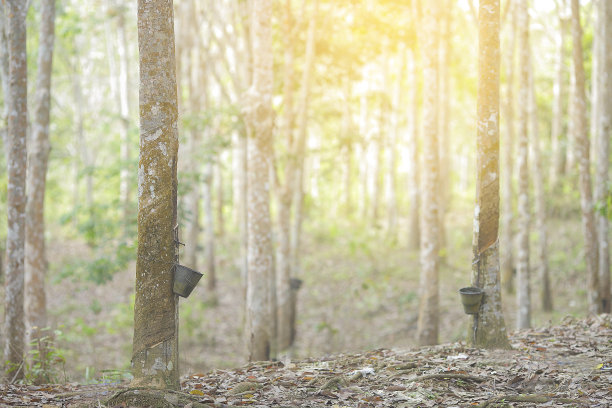 从橡胶树(橡胶树)中提取的乳胶，作为天然橡胶的来源图片下载