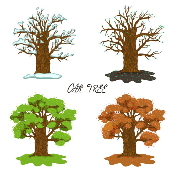 在白色背景上孤立的四季橡树。矢量图形。图片下载