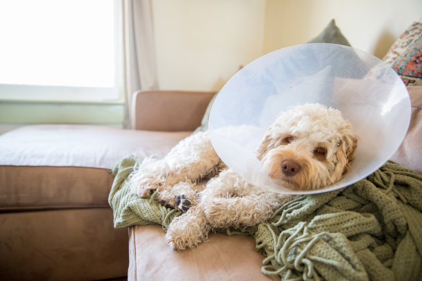 从手术中恢复图片下载