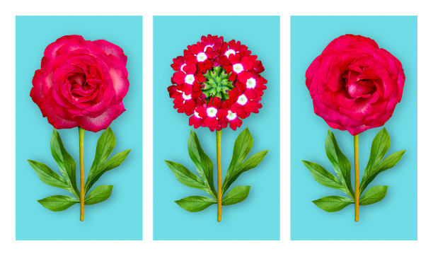 蓝色背景上的三朵别致的花。由淡红色玫瑰和牡丹叶的马鞭草组成。艺术对象。图片下载