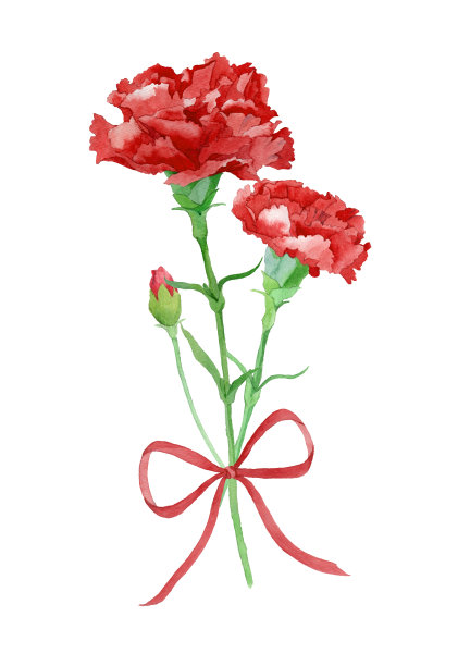 红康乃馨带图片下载