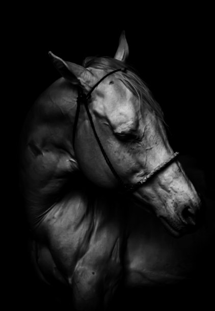 一匹白马的肖像图片下载