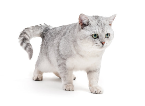 英国猫孤立在白色背景图片下载