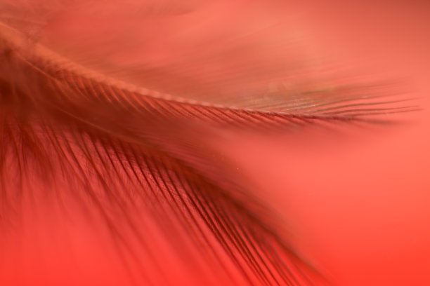 背景壁纸图片下载