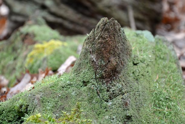 长满苔藓的树桩图片下载
