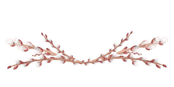 水彩手绘的春天猫咪柳枝组成孤立的白色背景。图片下载