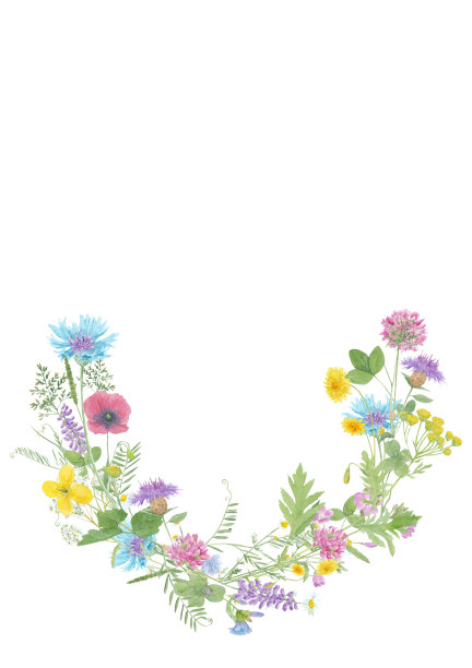 水彩花圈与野生草地花和草孤立在白色的背景图片下载